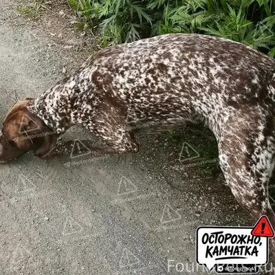 Пропал породистый пёс, СНТ Залив