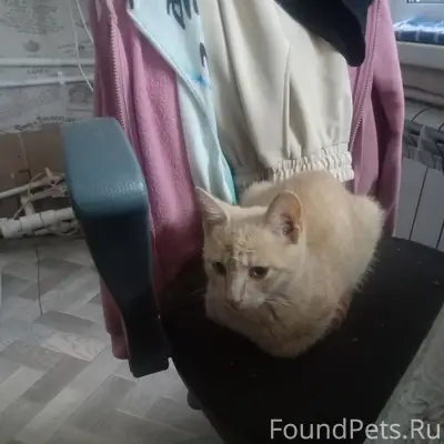 Пропал кот Мишута, район Загородная