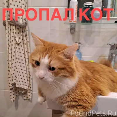 Пропал кот, Центр, Гончарова 1/17