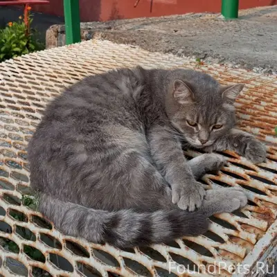 Найден кот, Рудничный район