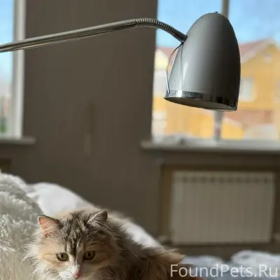 Пропала кошка Шуня, район ул. Красноармейская
