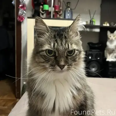 Пропала кошка, Сосновка