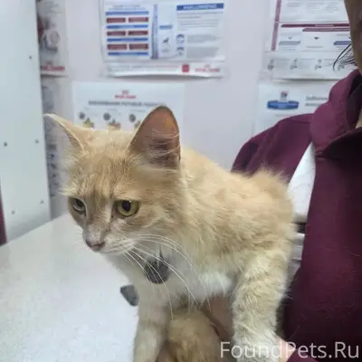Найдена кошка Милашка, Горбатова 35