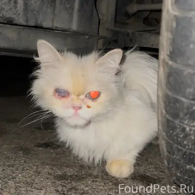 Найдена персидская кошка, Зеленогорск
