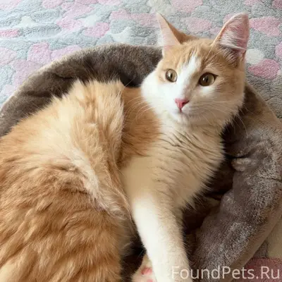 Пропал рыжий кот Гашик, ул. Грина, 47