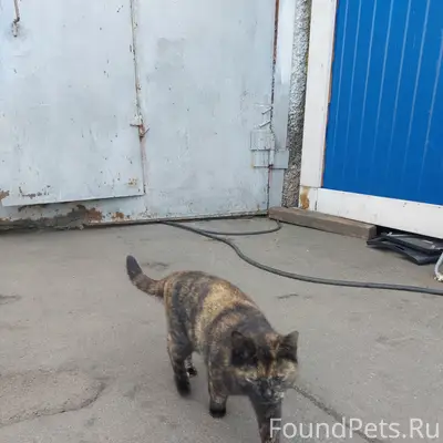 Пришла кошка.