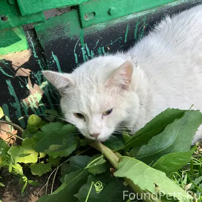 Найдена кошка с зелёным ошейником, Советский район