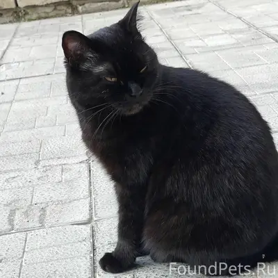 Найдена кошка, общежитие N6 ЧГУ