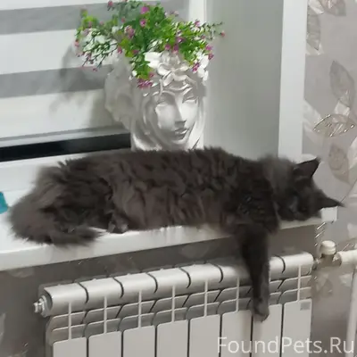 Пропала кошка, Ржев, Захолынский район