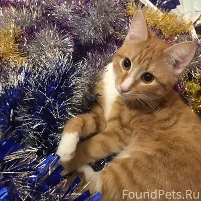 Пропал кот Моко, Калевала, 5
