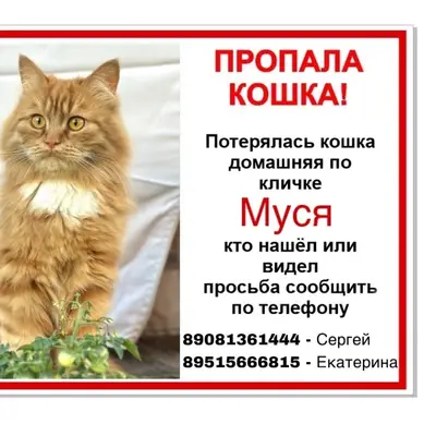 Пропала кошка Муся, 2ая Усмань