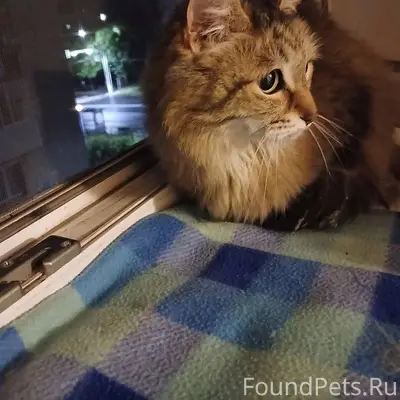 Пропала кошка, около дома Егорова 8