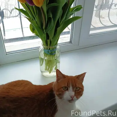 Пропала кошка Моня, Светлое Поле
