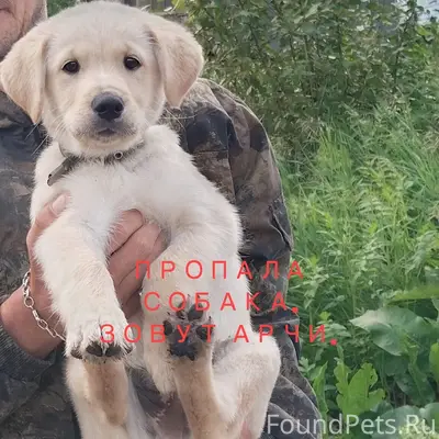 Пропал щенок Арчи, сад Увз1