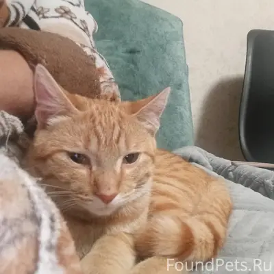 Пропал рыжий котёнок, район 12 школы