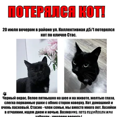 ПРОПАЛ КОТ В ЮЗР