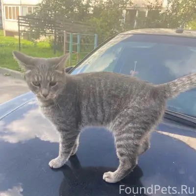 Пропал кот Лунтик, Гатчина