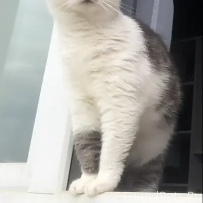 Пропала серо белая кошечка