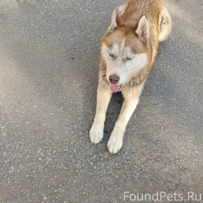 Пропал пёс, около стадиона