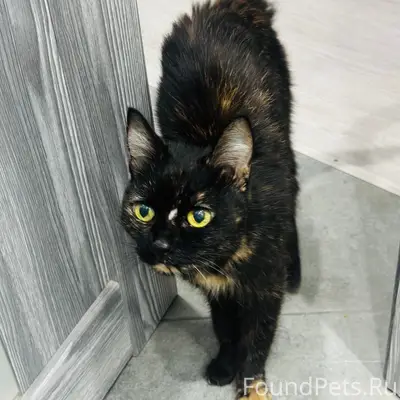 Найдена кошка, [место не указано]
