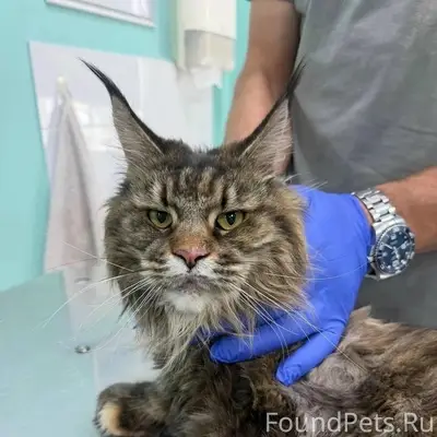 Найдена кошка, Партизана Железняка