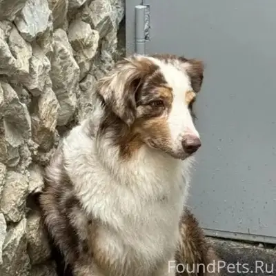 Пропала Аусси Ари, жк малевич