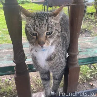 Найдена кошка, Снт Ладога