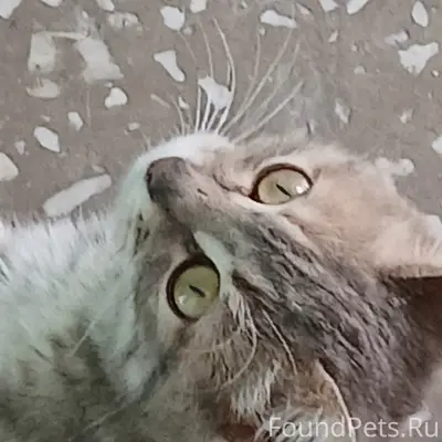 Найден котенок, Екатеринбург, втуз-городок