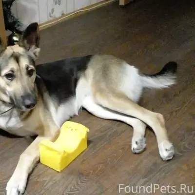 Пропала собака Буся, Ильиновка