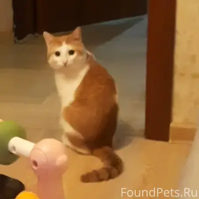 Пропал кот Хвостик, мехзавод