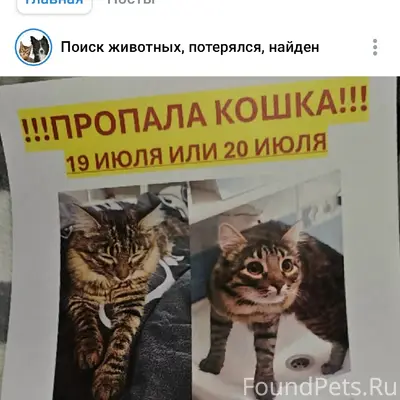 Пропала кошка Няша, ул. Люблинская