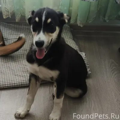 Найден щенок, микрорайон Южный