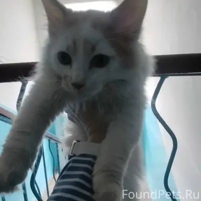 Найден котёнок, Устюженская 26