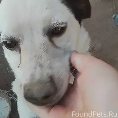 Пропала собака Милка, деревня Высокое