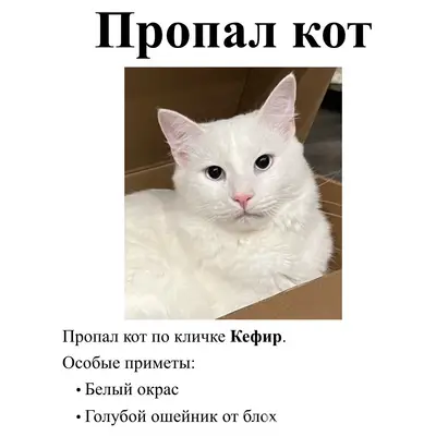 Пропал кот Кефир, поселок Дачный