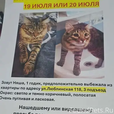 Пропала кошка Няша, ул. Люблинская