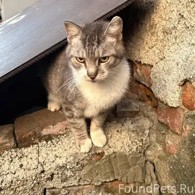Найден кот, Рудничный район