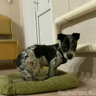 Пропал пёс Грант, старый центр