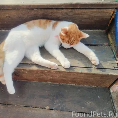 Найден кот, Ленинский