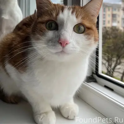 Пропал кот Том, район Бортникова 5