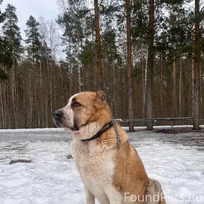 Пропала собака алабай Хонда, Всеволожский район
