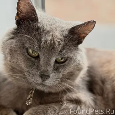 Пропал кот Валера, пер. Красного