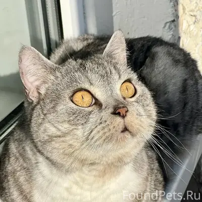 Пропал кот