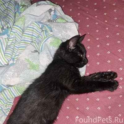 Найден котёнок, Красноярск, ул. Пригорная