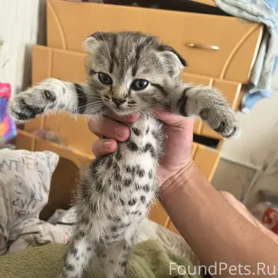 Пропал котёнок, район ремзавода