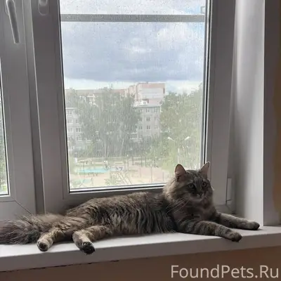 Пропал кот Мурзик, ул. Кауля