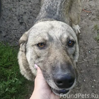 Найден крупный пёс, С. Дворцы