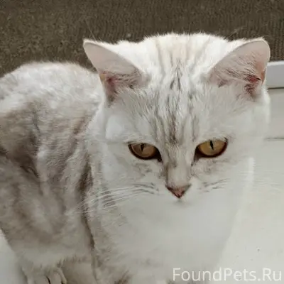 Найдена кошка, 14а квартал