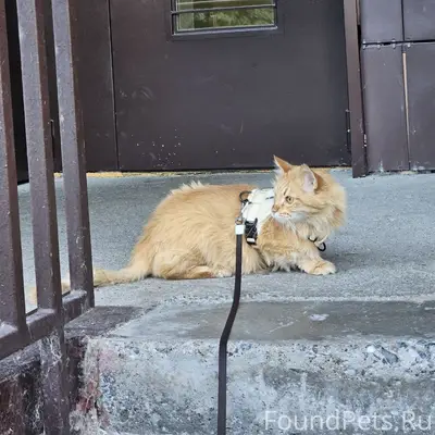 Пропал рыжий кот Симба