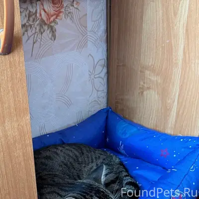 Пропал кот, район Ивановских домов